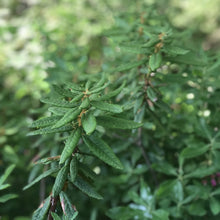 Charger l'image dans la galerie, Savon à l'ancienne - Grand Thé
