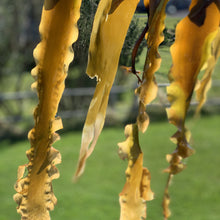 Charger l'image dans la galerie, Savon à l'Ancienne - Brise Matinale