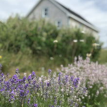 Charger l'image dans la galerie, Un rang de lavande en fleurs devant la savonnerie que l'on voit au loin.