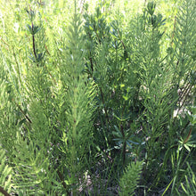 Charger l'image dans la galerie, Shampoing Solide - Prêle & Ortie