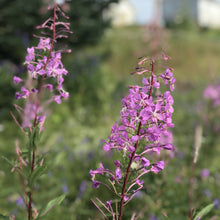 Charger l'image dans la galerie, Revitalisant Solide - Miel & Épilobe des Îles