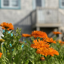 Charger l'image dans la galerie, Les fleurs de calendules qui pousse derrière la savonnerie.