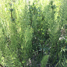 Charger l'image dans la galerie, Savon à l'ancienne - Prêle, Menthe & Ortie