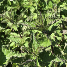 Charger l'image dans la galerie, Savon à l'ancienne - Prêle, Menthe & Ortie