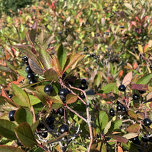 Charger l&#39;image dans la galerie, Gros plan sur un arbuste d&#39;aronia chargé de petits fruits noirs.
